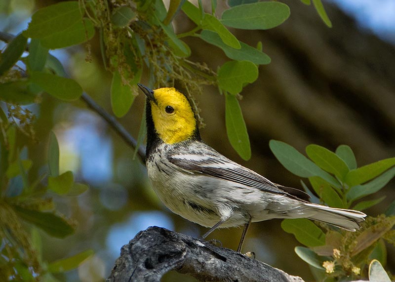 Hermit Warbler