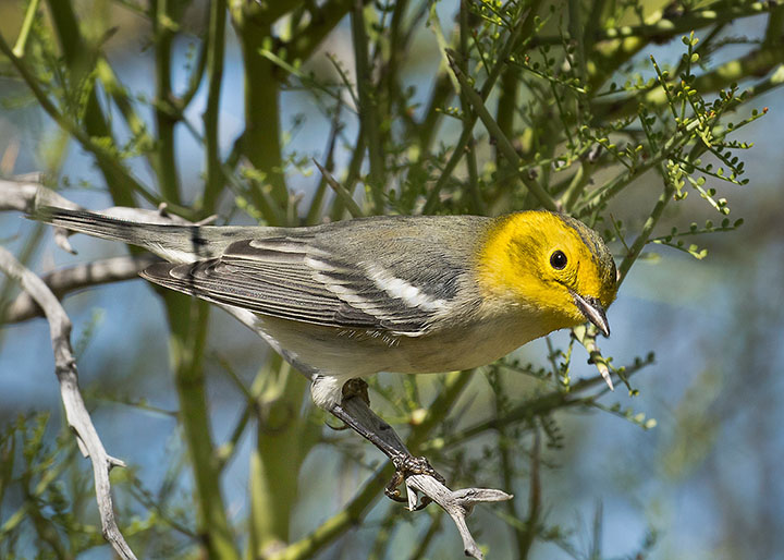 Hermit Warbler