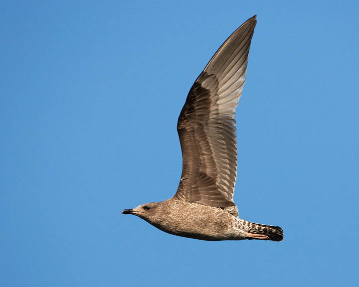 Herring Gull