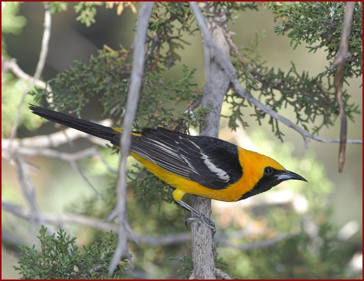 hooded oriole