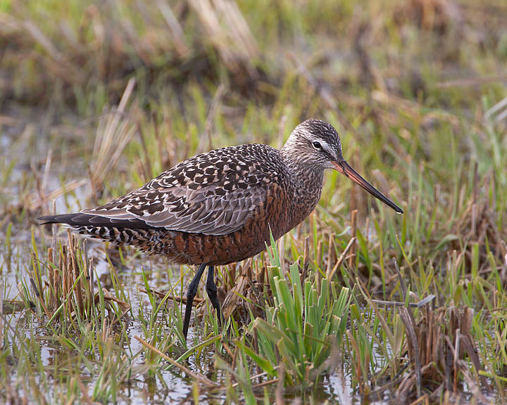 Hudsonian Godwit