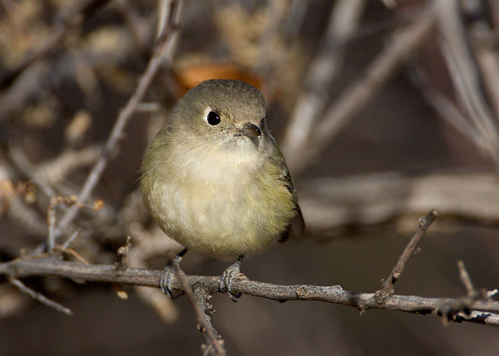 Hutton's Vireo