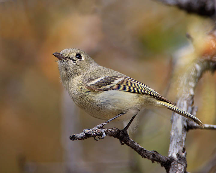 Hutton's Vireo