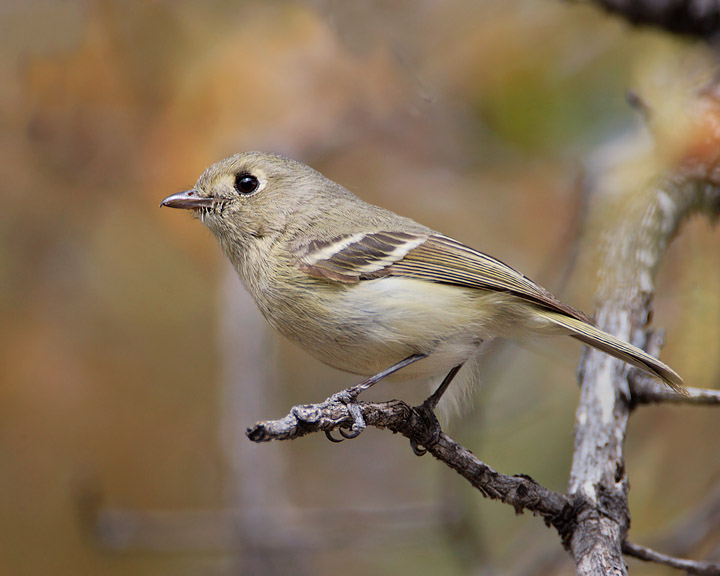 Hutton's Vireo