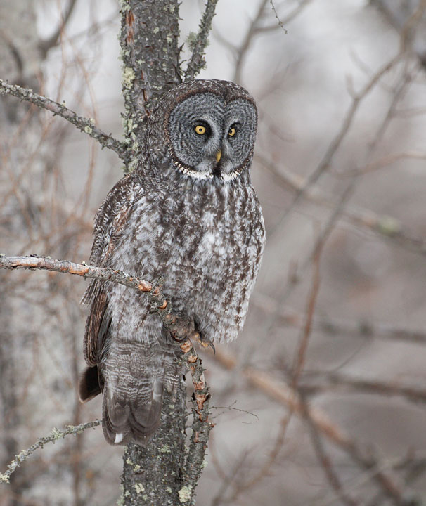 great gray owl