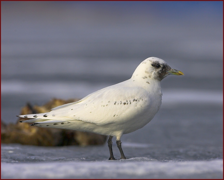 ivory gull