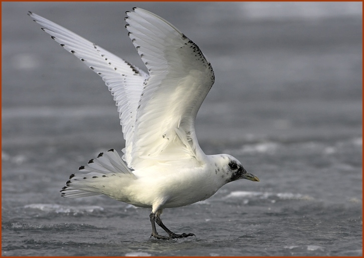 ivory gull