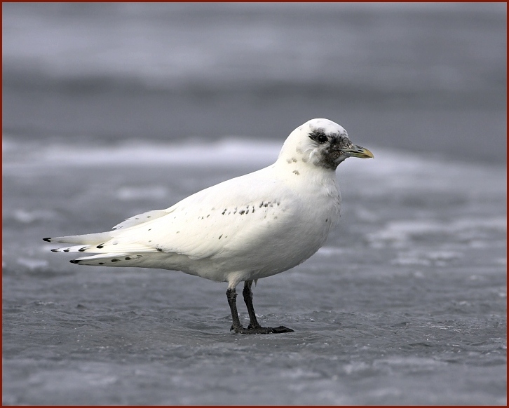 ivory gull