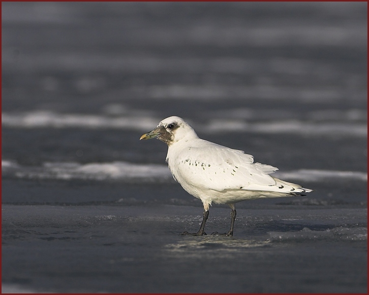 ivory gull