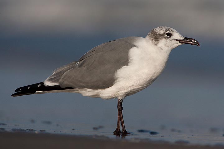 Laughing Gull