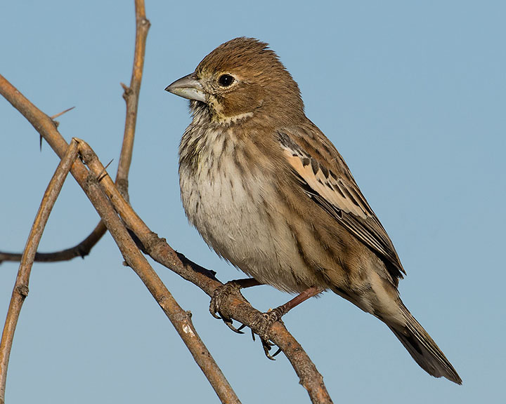 Lark Bunting