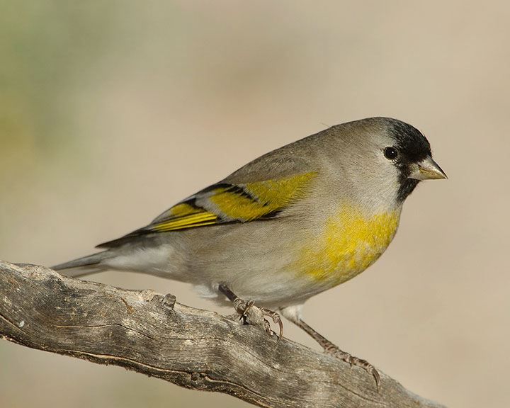 Lawrence's Goldfinch