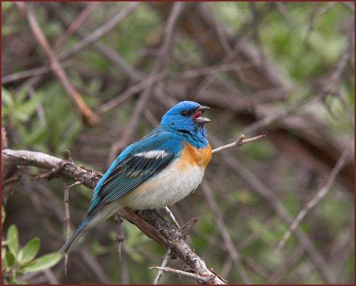 lazuli bunting