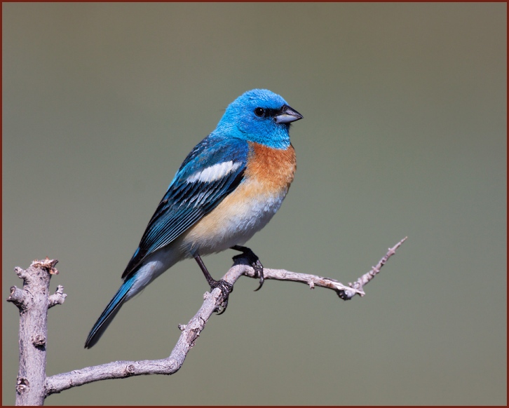 lazuli bunting