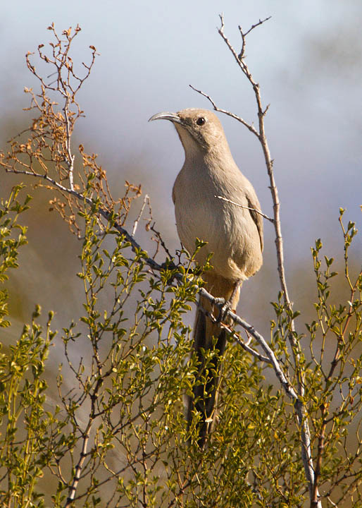 LeConte's Thrasher