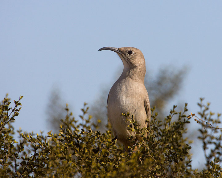 LeConte's Thrasher