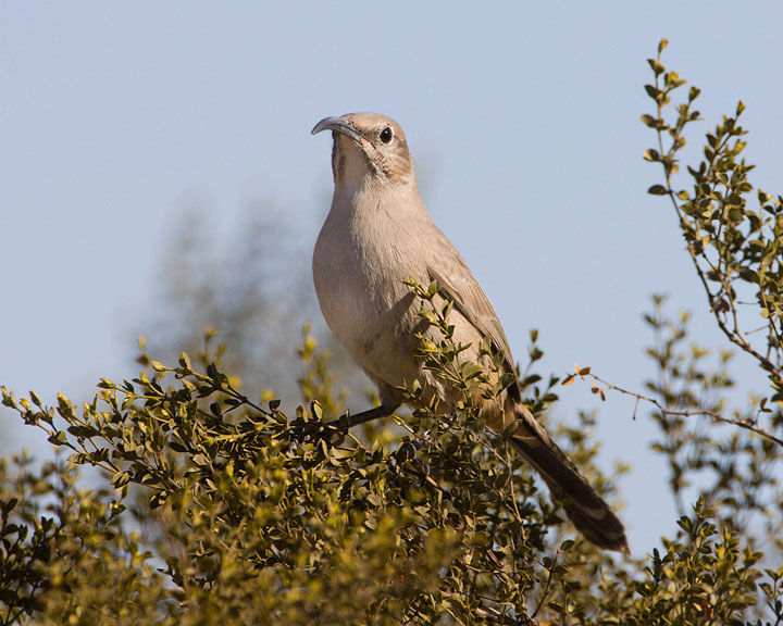 LeConte's Thrasher