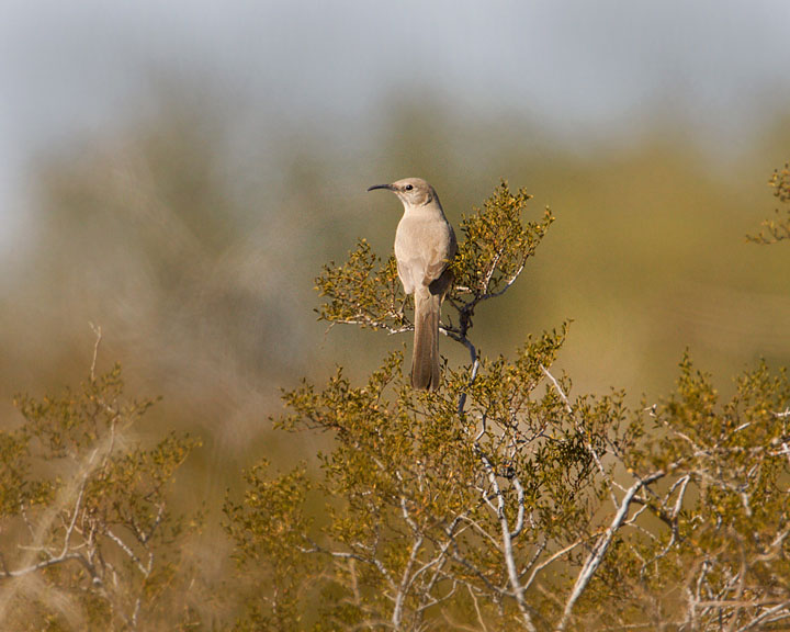 LeConte's Thrasher