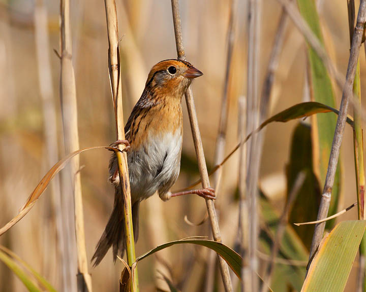 LeConte's Sparrow