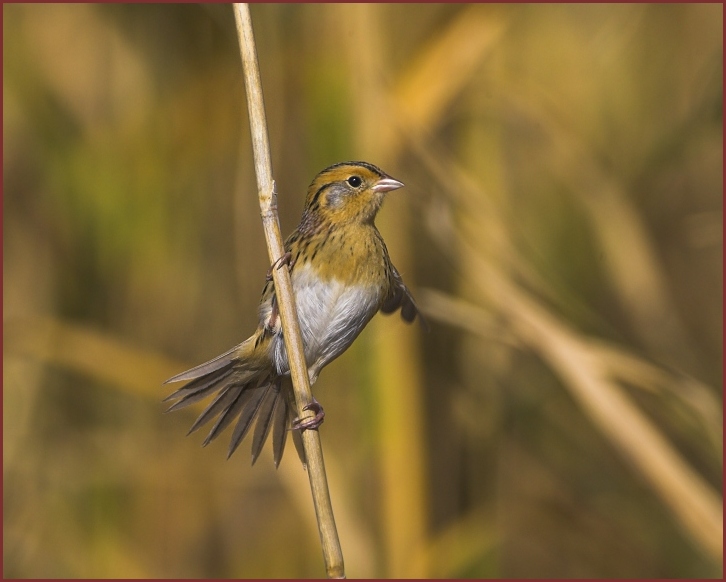 Leconte's Sparrow