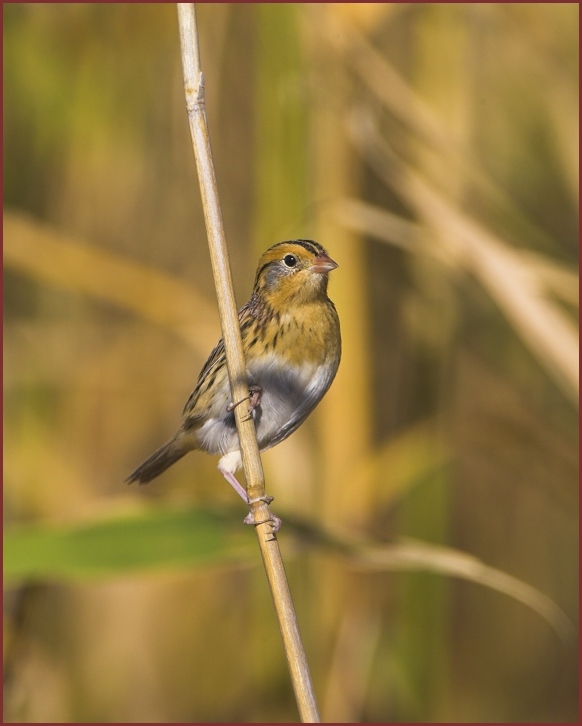 Leconte's Sparrow