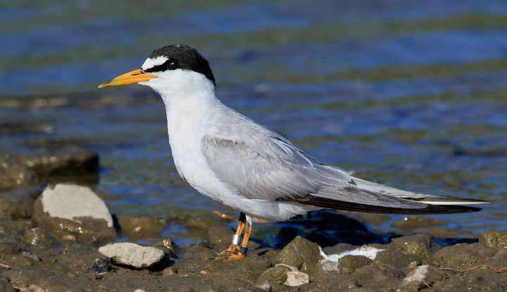 Least Tern