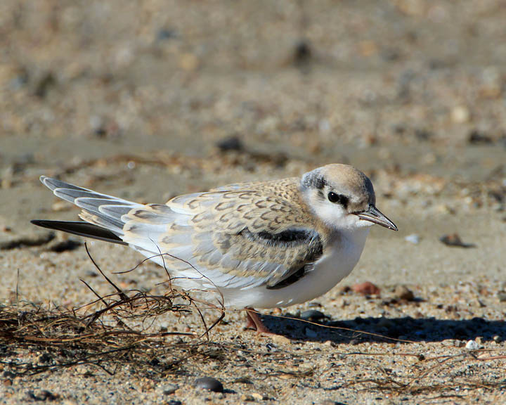 Least Tern