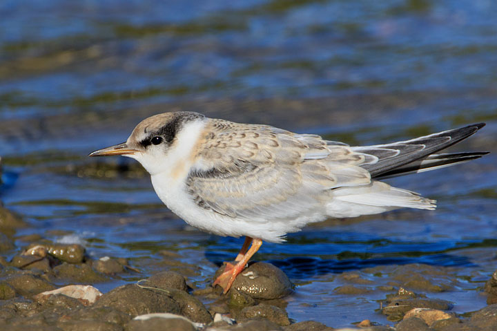 Least Tern