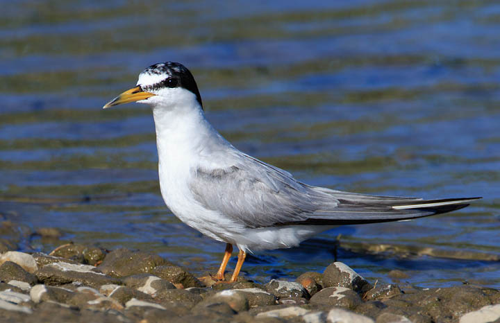 Least Tern