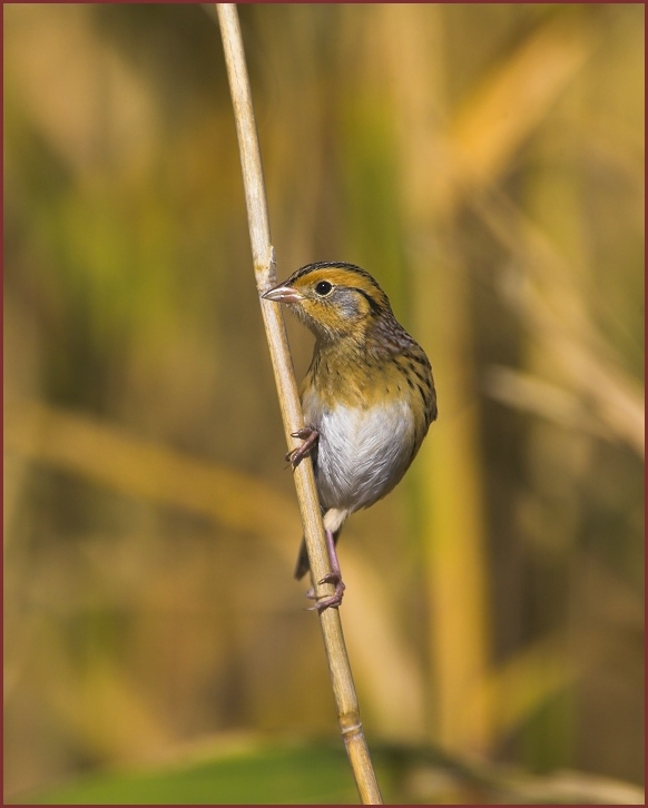 Leconte's Sparrow