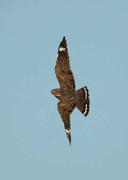 Lesser Nighthawk