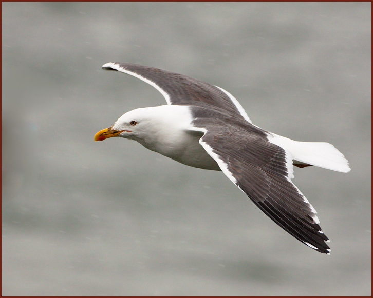 lesser black-backed gull