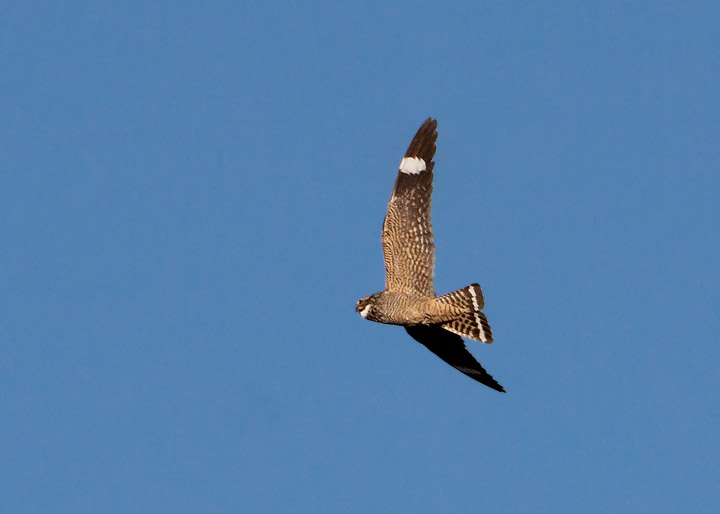 Lesser Nighthawk