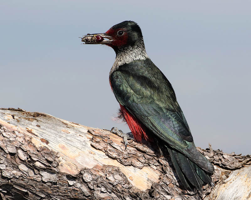 Lewis's Woodpecker