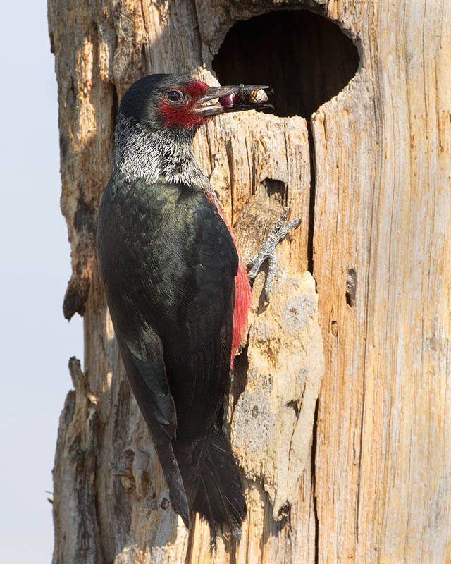 Lewis's Woodpecker