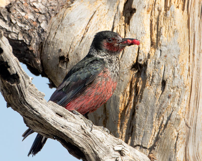 Lewis's Woodpecker