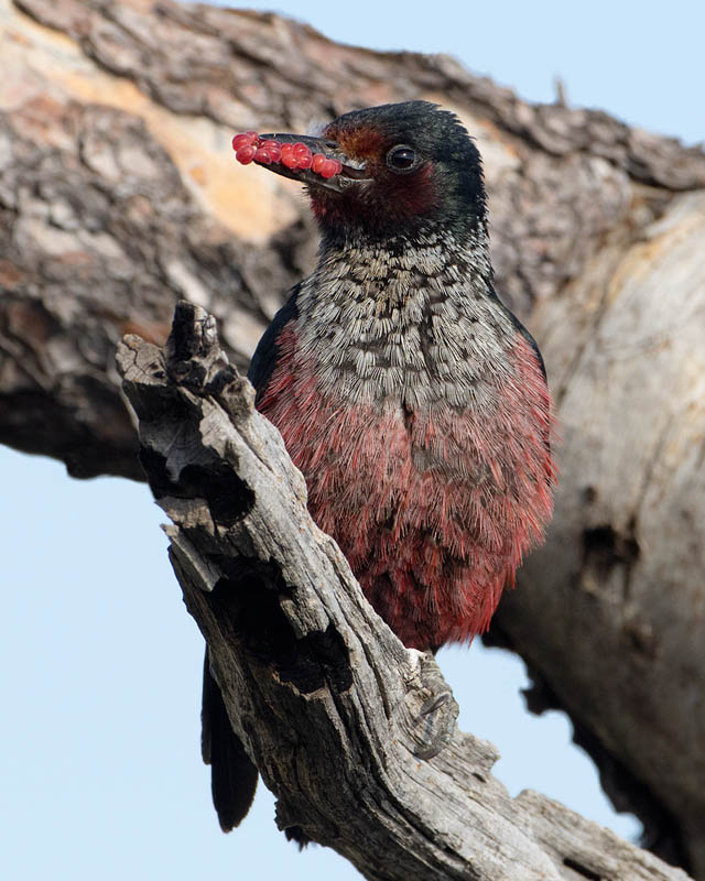 Lewis's Woodpecker