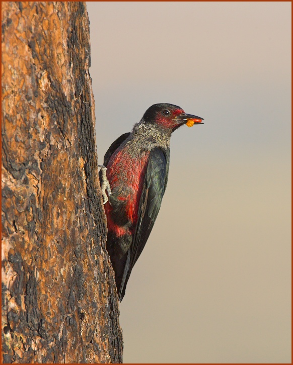 Lewis's Woodpecker