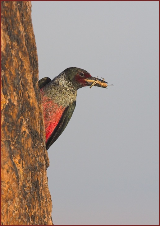 Lewis's Woodpecker