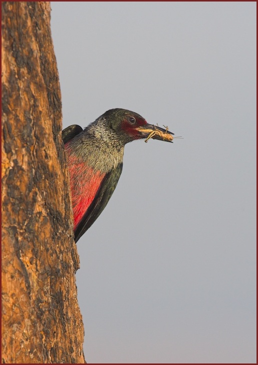 Lewis's Woodpecker