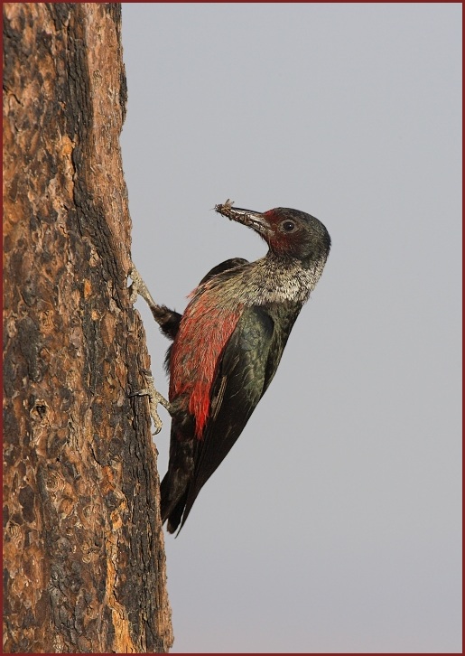 Lewis's Woodpecker