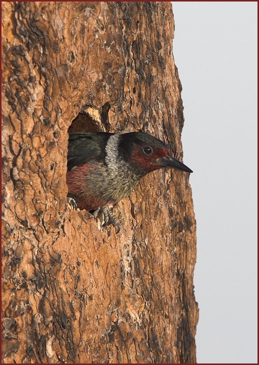 Lewis's Woodpecker