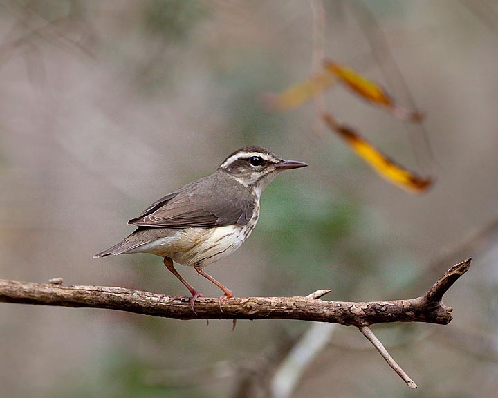 Louisiana Waterthrush