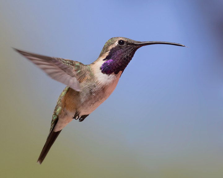 Lucifer Hummingbird