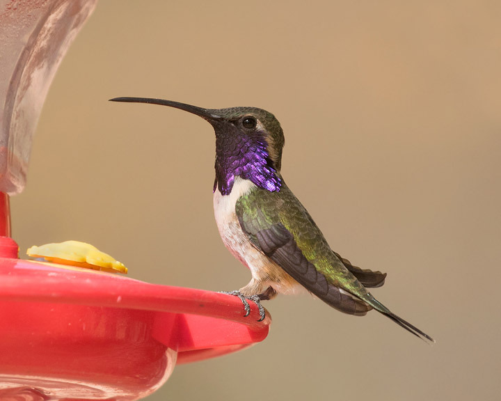 Lucifer Hummingbird