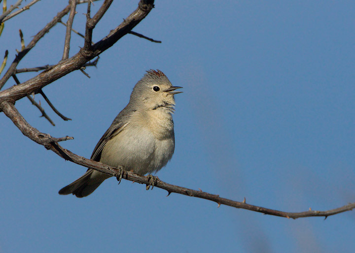 Lucy's Warbler