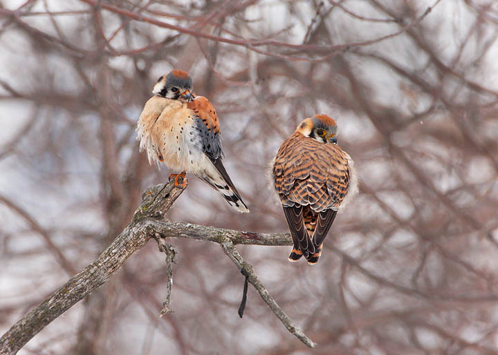 American Kestrel