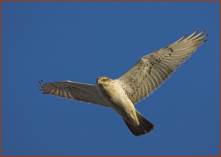 ferruginous hawk