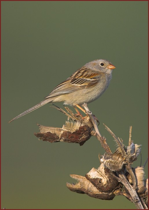 field sparrow