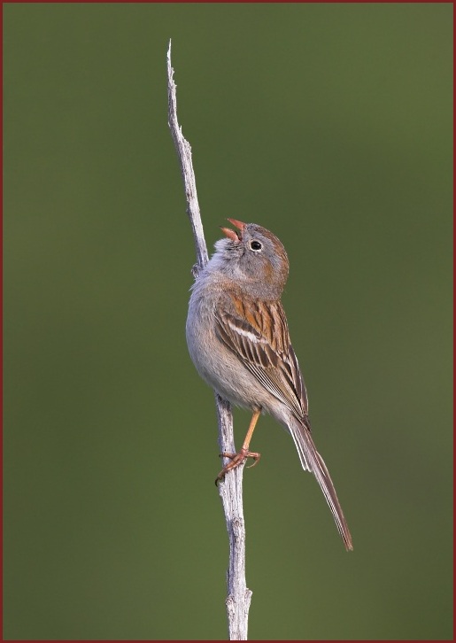 field sparrow